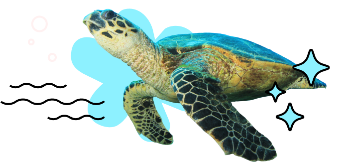 Graphic with a sea turtle