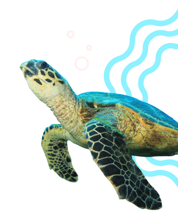 Graphic with a sea turtle